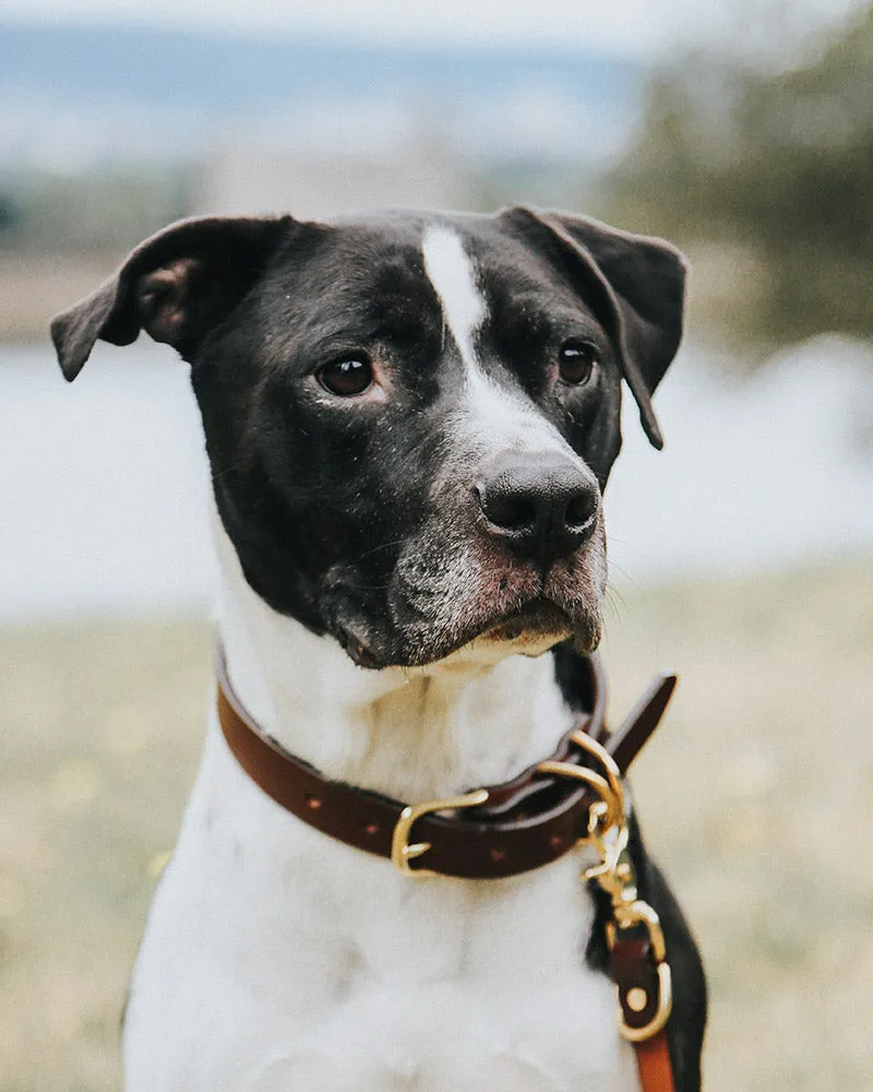 Classic Canine Collar - Cognac