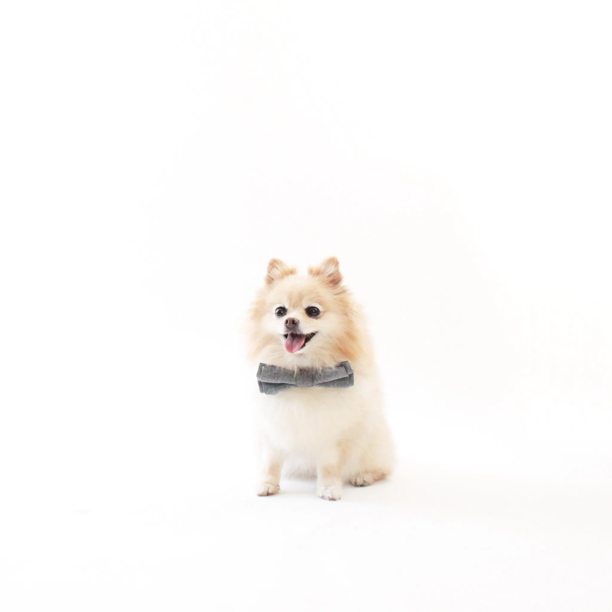 Oliver Dog Bow Tie Collar