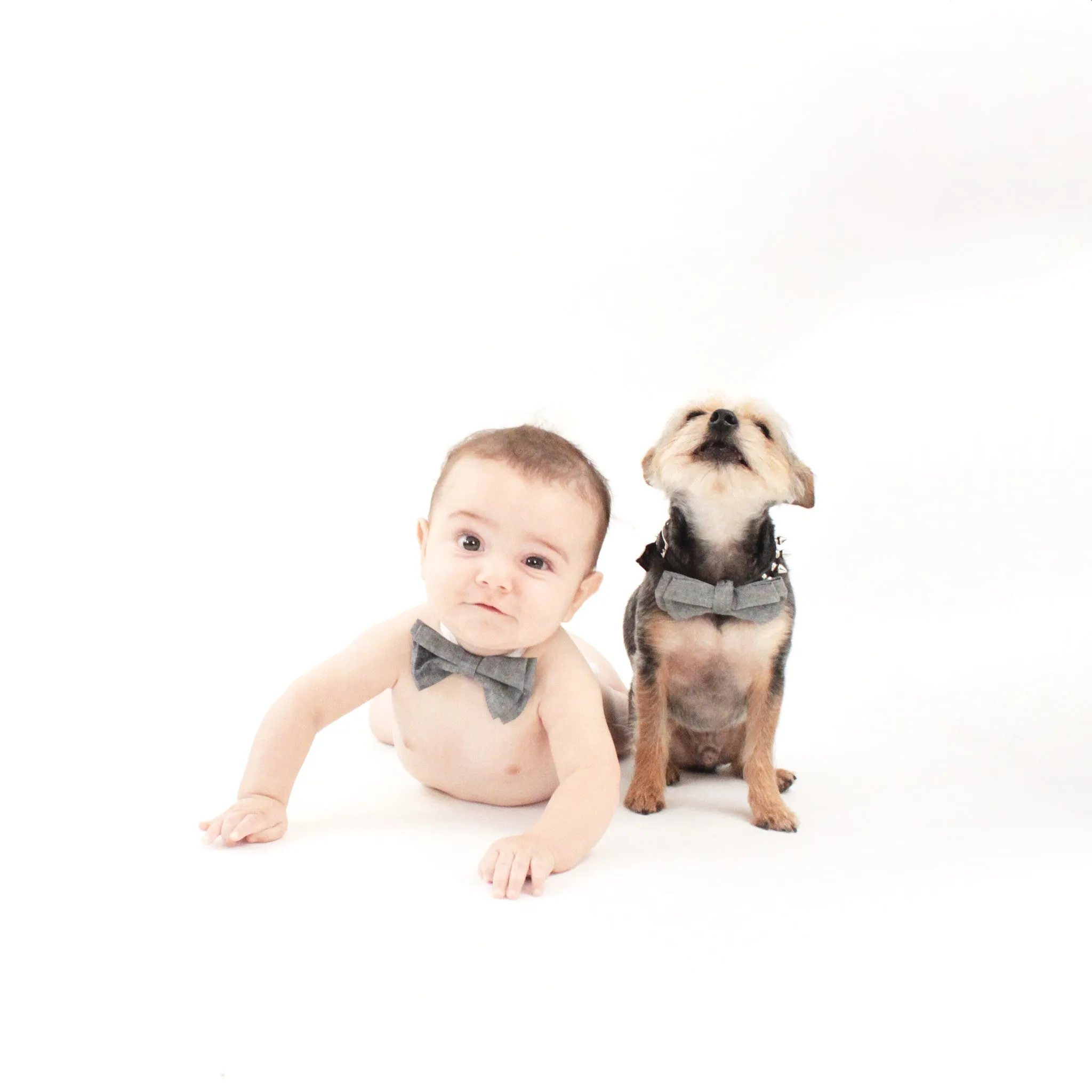 Oliver Dog Bow Tie Collar