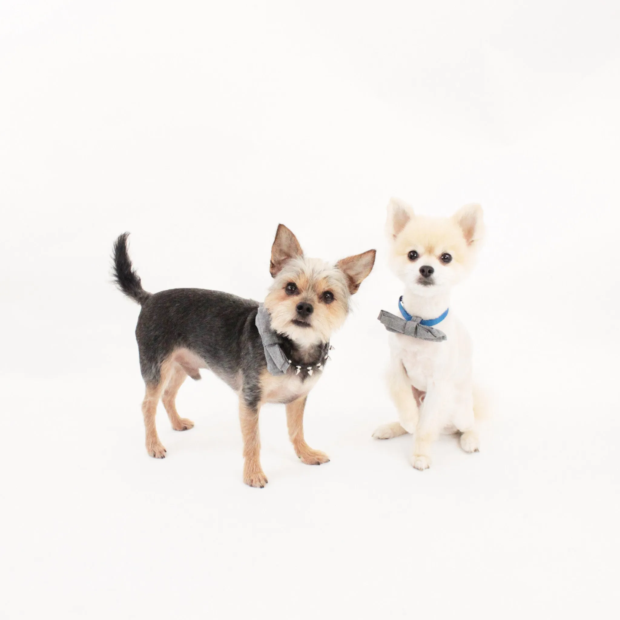 Oliver Dog Bow Tie Collar